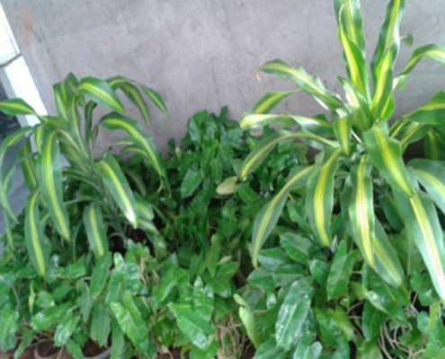 Plant Nurseries in Coimbatore, Vellore, Trichy